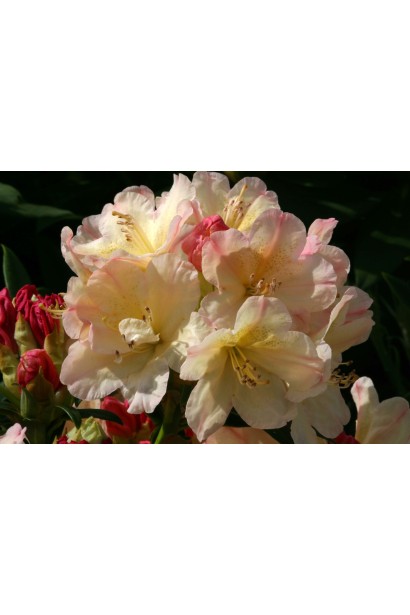 Рододендрон Персі Вайсман висота